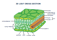 TCM Diagram
