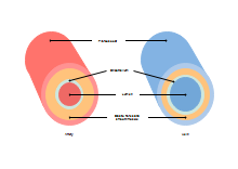 TCM Diagram