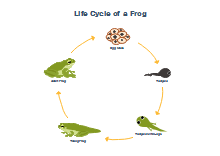 TCM Diagram