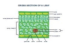 TCM Diagram