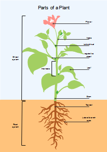 TCM Diagram